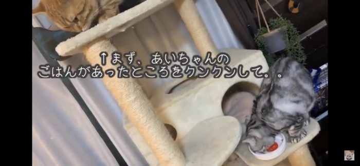 キャットタワーでごはんを食べる猫