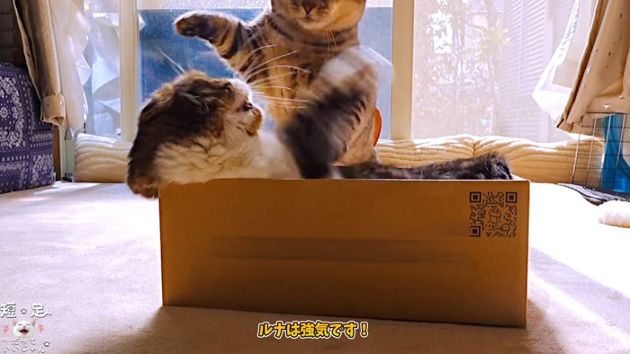 立ち上がる縞模様の猫