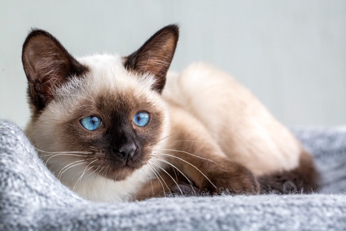 伏せたまま遠くを見つめるシャムの子猫