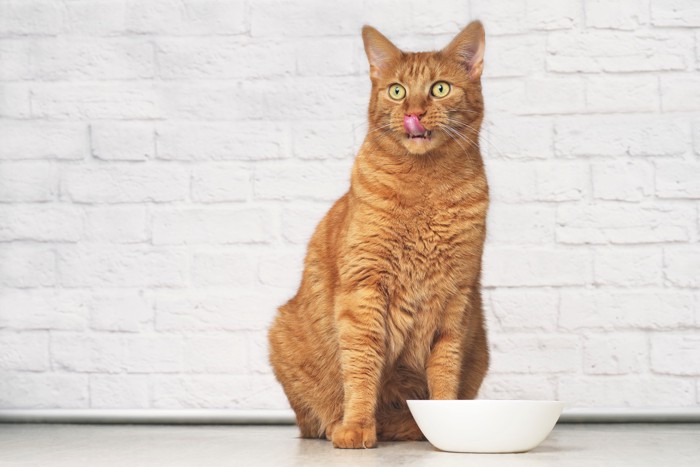 食器の前に座って舌で口元を舐める猫