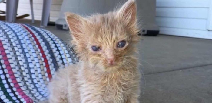 汚れた茶トラの子猫