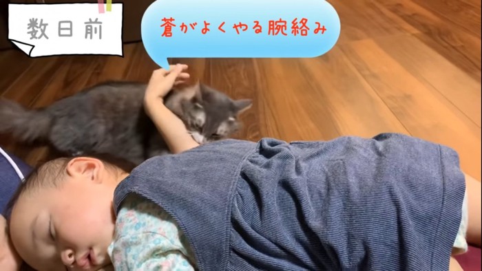 飼い主の手に噛みつく猫