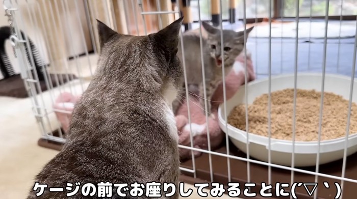 ケージの中の威嚇をする子猫を見ている大人猫