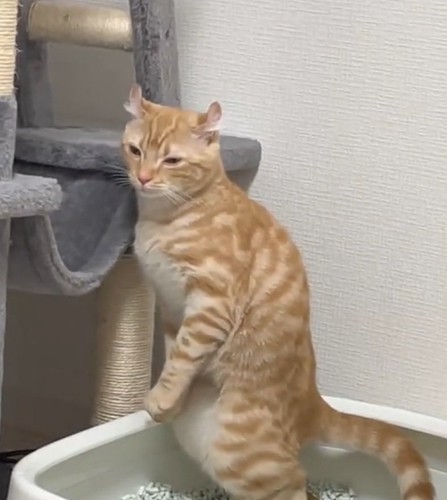 踏ん張るむぎちゃん