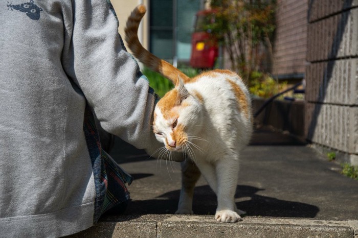 腕にすりすりする猫