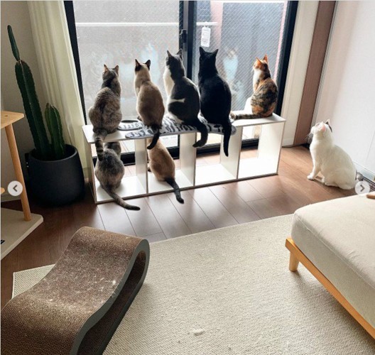 窓際にいる8匹の猫