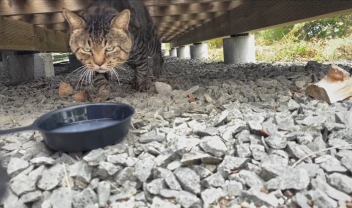 デッキの下で歩いてくる猫