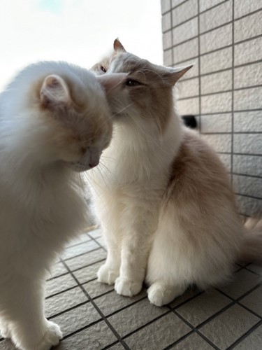 「身だしなみ、整えてあげるよ」