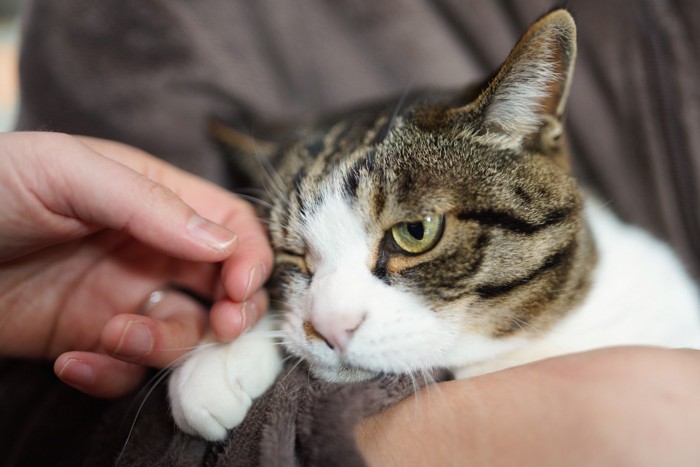 なでられて片目を閉じる猫