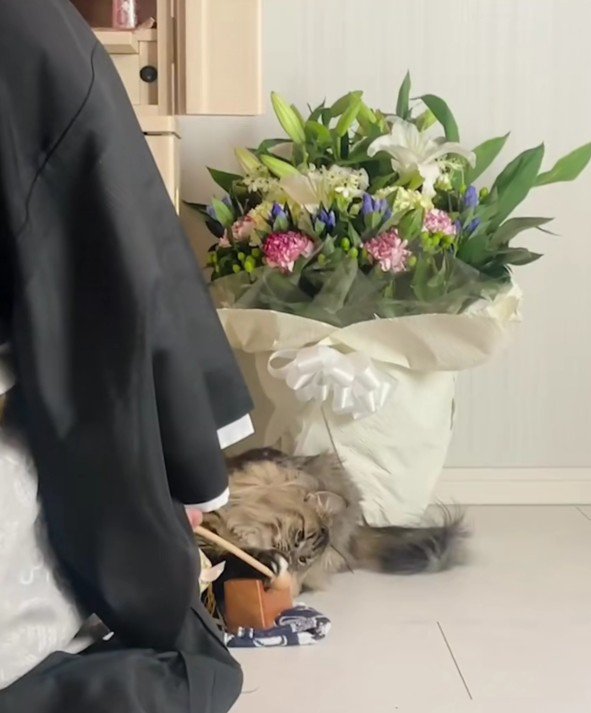 お坊さんと猫