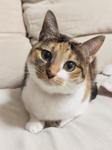 首をかしげるこはくちゃん