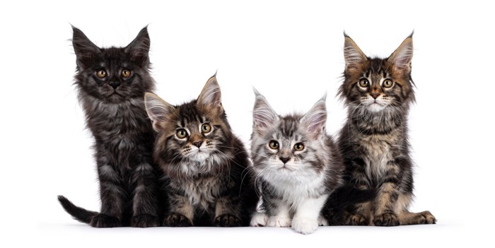 並んで座っている4匹のメインクーンの子猫