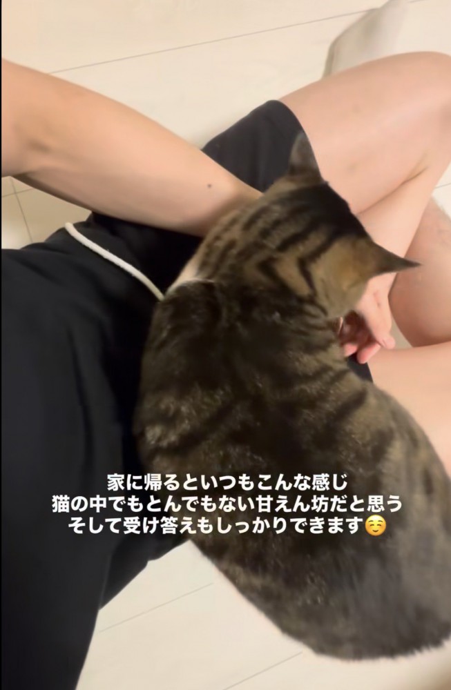 膝の上で丸くなり、撫でてもらっている猫