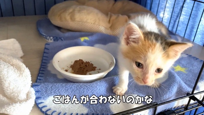 残したごはんと子猫