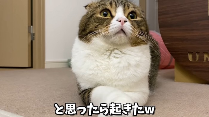 前足を重ねて上を見る猫