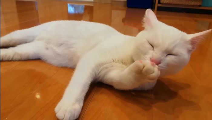 毛づくろい