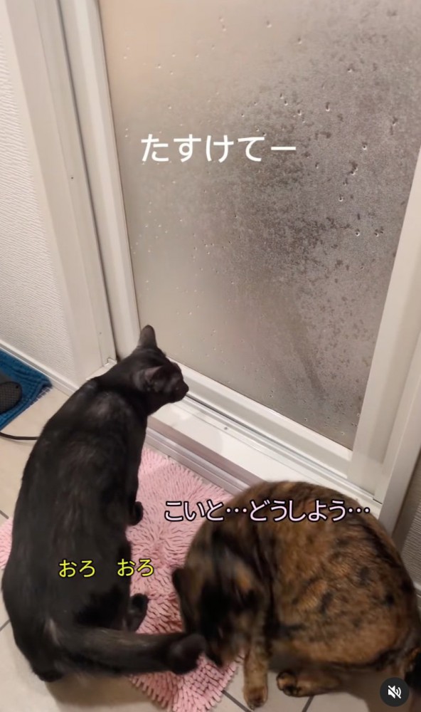 彷徨い歩く猫