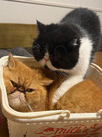 カゴに入る茶色い猫と覆いかぶさる白黒猫