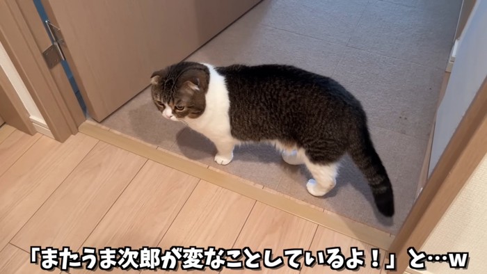 立っている猫