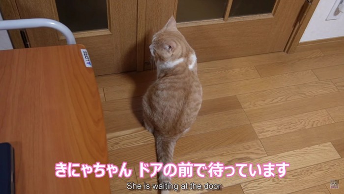 ドアを見ている猫