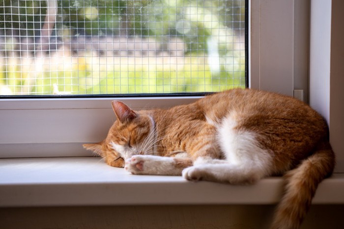 眠る猫