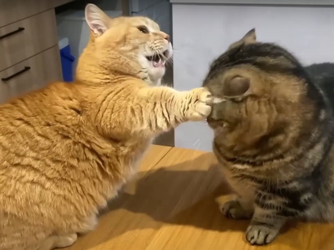 パンチする猫