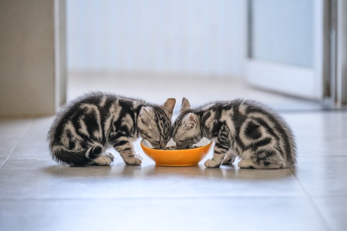 ご飯を食べる子猫たち