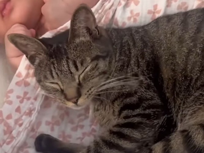 赤ちゃんと猫