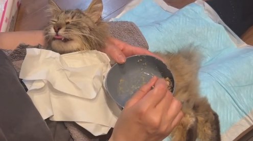 膝の上でご飯を食べさせてもらっている長毛猫