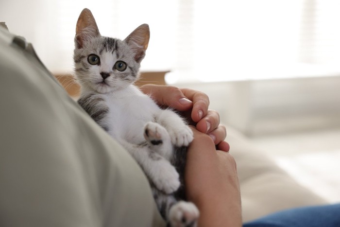 子猫を抱く飼い主