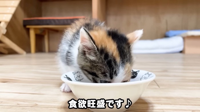 ごはんを食べる子猫