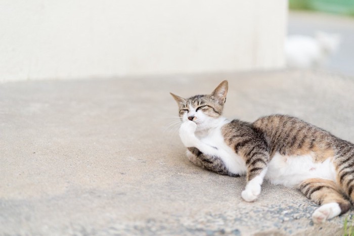 寝転んで自分の手を吸っている猫