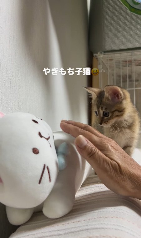 何度も飼い主に撫でられるぬいぐるみを見つめる猫