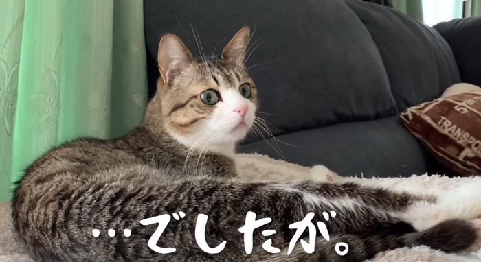 横たわる猫