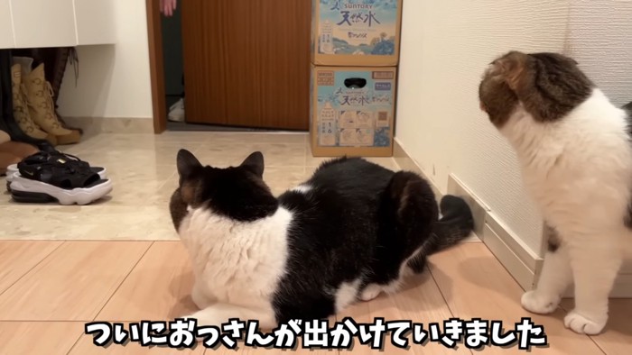 玄関を見る2匹の猫