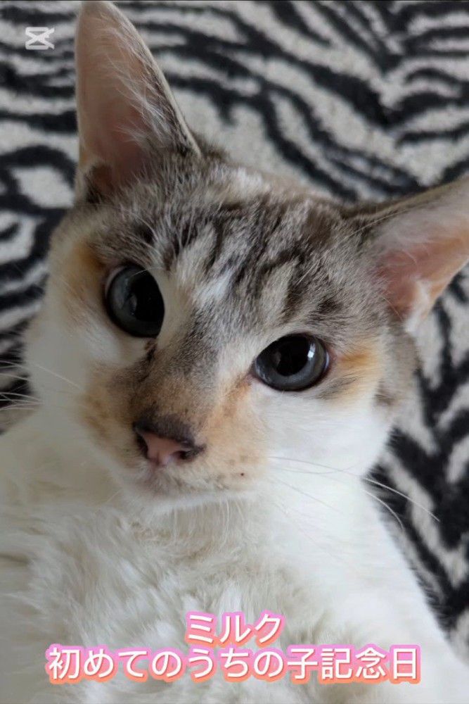 猫の顔
