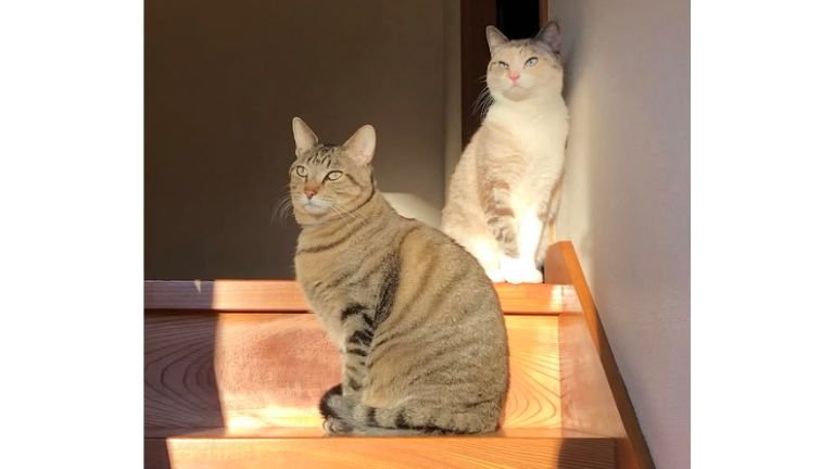 階段にいる猫たち