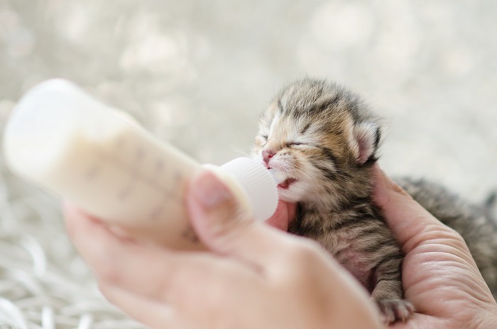 目が開く前の子猫