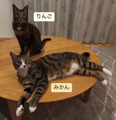 テーブルの上にいる2匹の猫