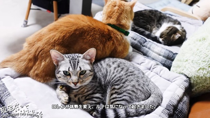 顔をあげる縞模様の猫