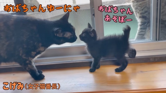 サビ猫と顔を近づける子猫%%