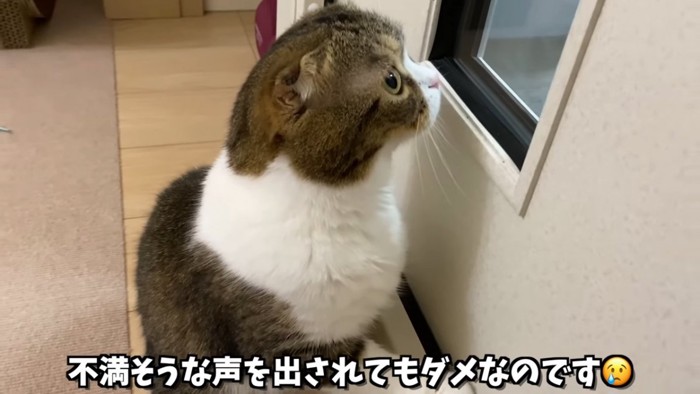 窓をのぞく猫