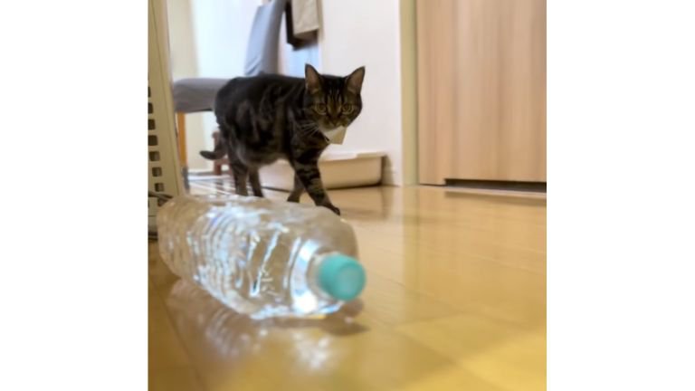 廊下を歩く猫