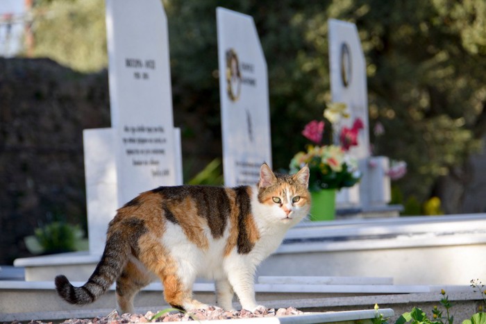 墓地を散歩する猫
