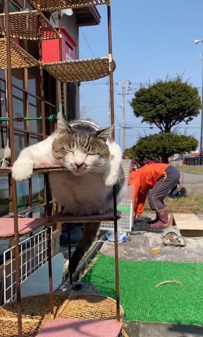 しっぽだけは左右にゆらゆら