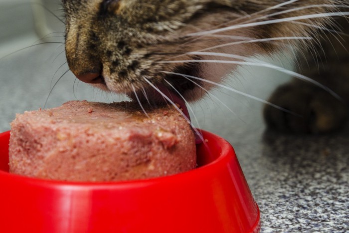 ウエットフードを食べるキジトラアップ