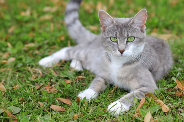 外で座っている放し飼い猫