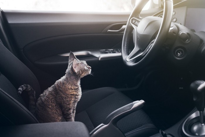 車の座席でハンドルを見る猫