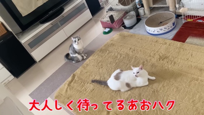 2匹の見上げる猫