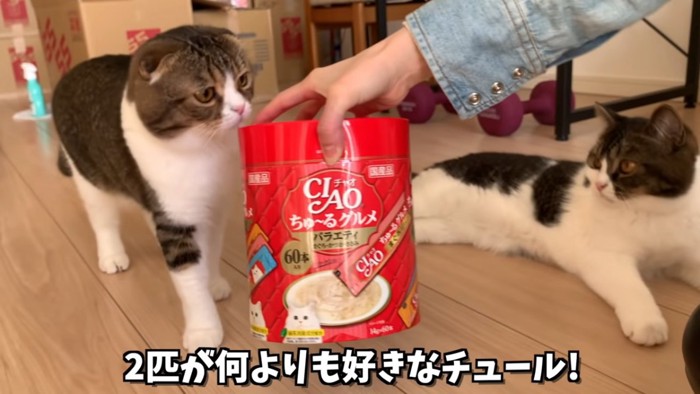 おやつの箱と猫